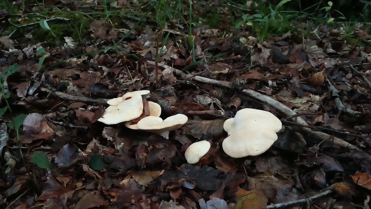 sligomicrobe's tweet photo. Lovely walk up in Glansheskin. Any mycologists or foragers able to identify these pretty things? Counted about 10 different types within 20 meters #fungi #mycology #AutumnBloom https://t.co/0YF8NjmWmk