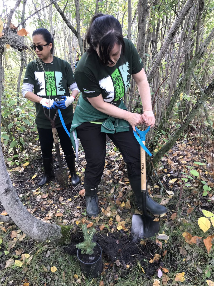 HalsteadMl's tweet image. Another year of #TDTreeDays 750 trees planted in 1 hour!! 🌲