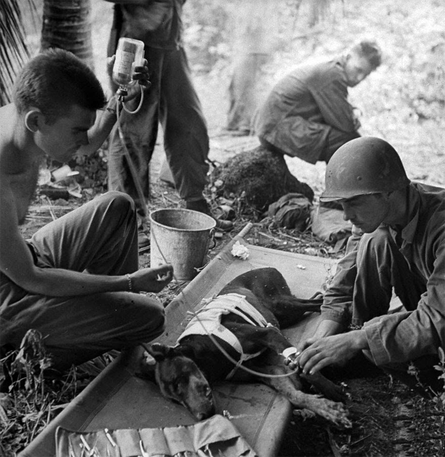 42- Un chien de guerre blessé, se fait soigner durant la Seconde Guerre Mondiale (1944)