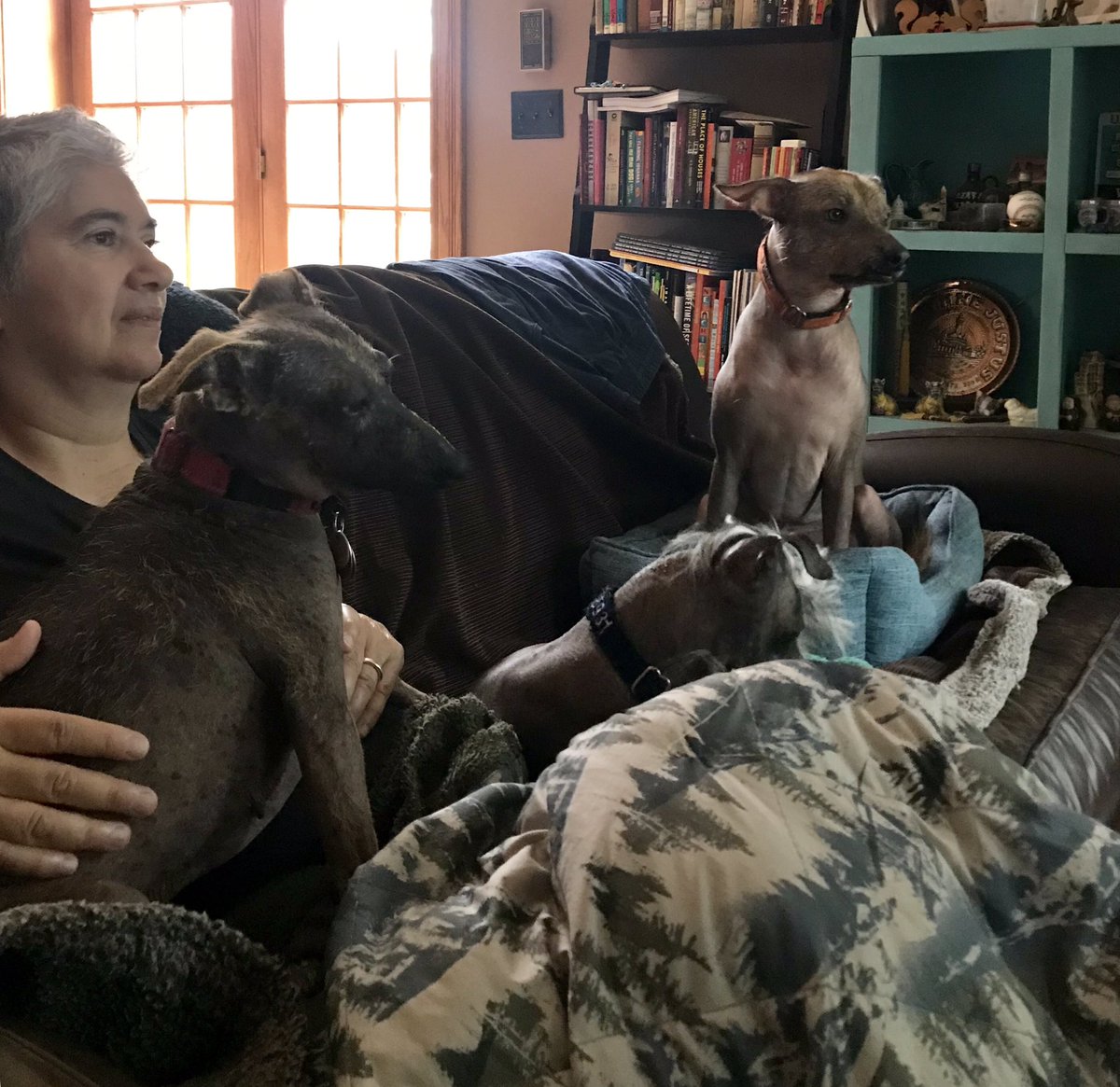 joliejustus's tweet photo. May your life be as full of curiosity, adventure &amp; fearlessness as a pig wearing a GoPro.  Best 17 minutes on the interwebs. My pack recommends you view via AirPlay on the big screen 👇🏼👇🏼👇🏼 (warning to those who are prone to motion sickness). #mustseeTV #roocam https://t.co/l0QEUxJuib