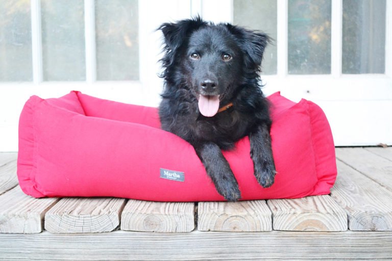BestTXGetaways's tweet photo. Did you know that this week is #NationalDogWeek? Here are 8 ways that you can celebrate the pet holiday with your canine companion https://t.co/ZkQJA76TKb https://t.co/Rc7IjoJQZ7