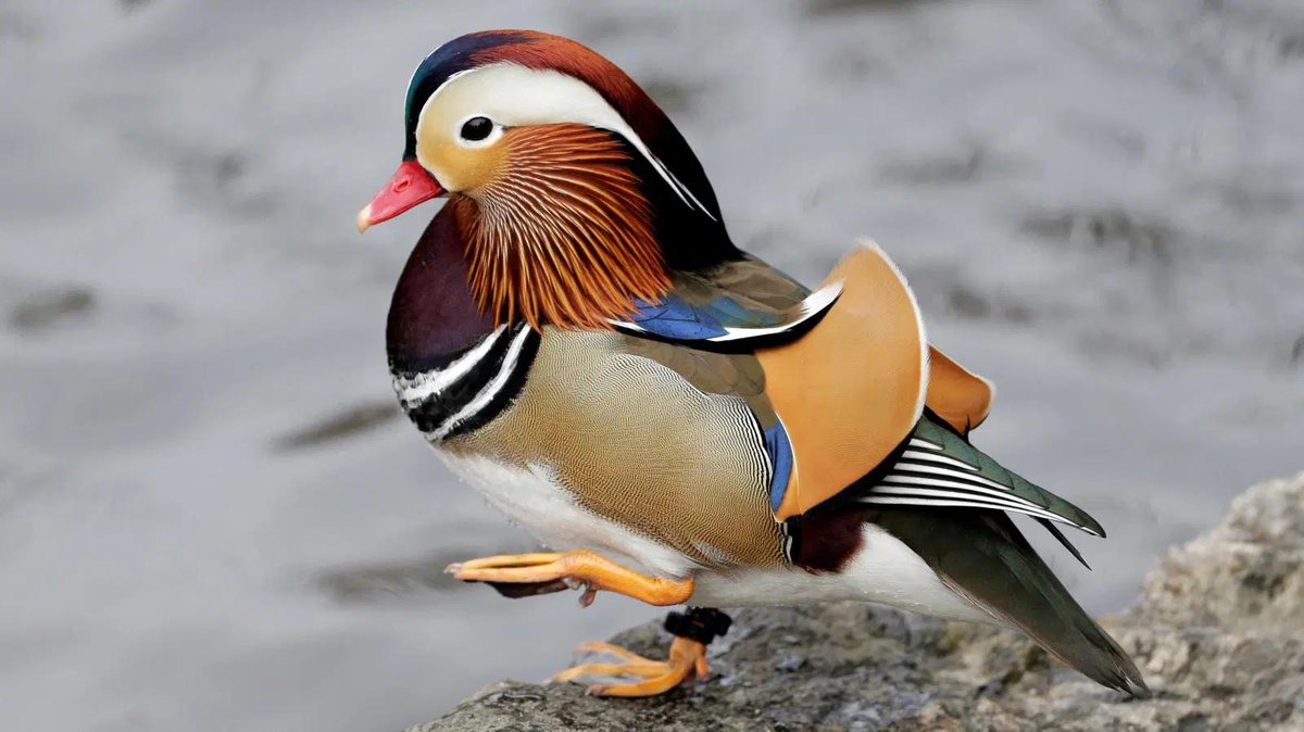 Mandarin Duck in Central Park.

AP Photo/Seth Wenig