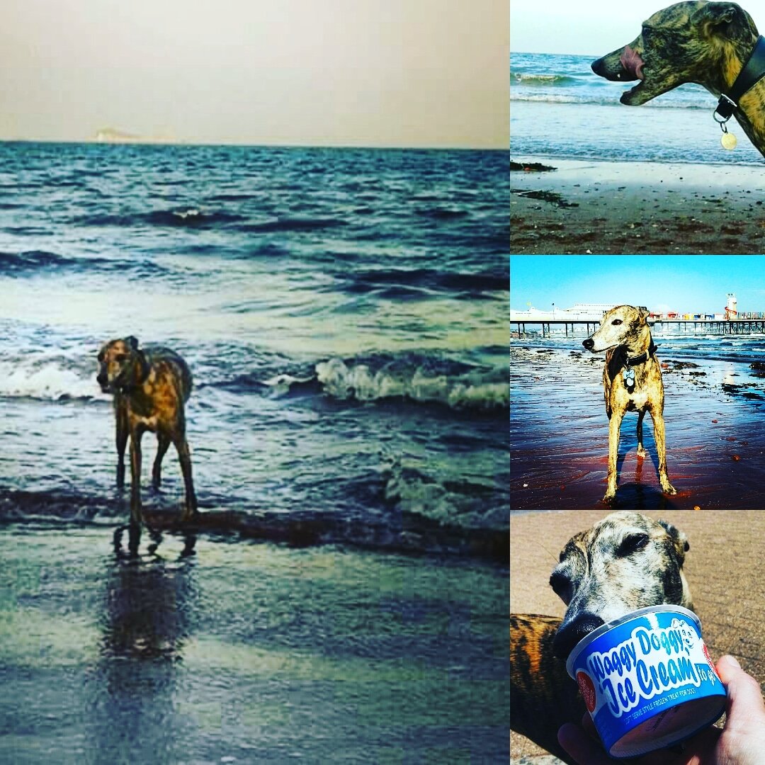 marjoleine72's tweet photo. @SodaStreamUK @WorldCleanupDay Vegas and I are going to our local beach in Paignton to pick up any rubbish we find #CleanupChampion ♡ https://t.co/u2CwUdw89T