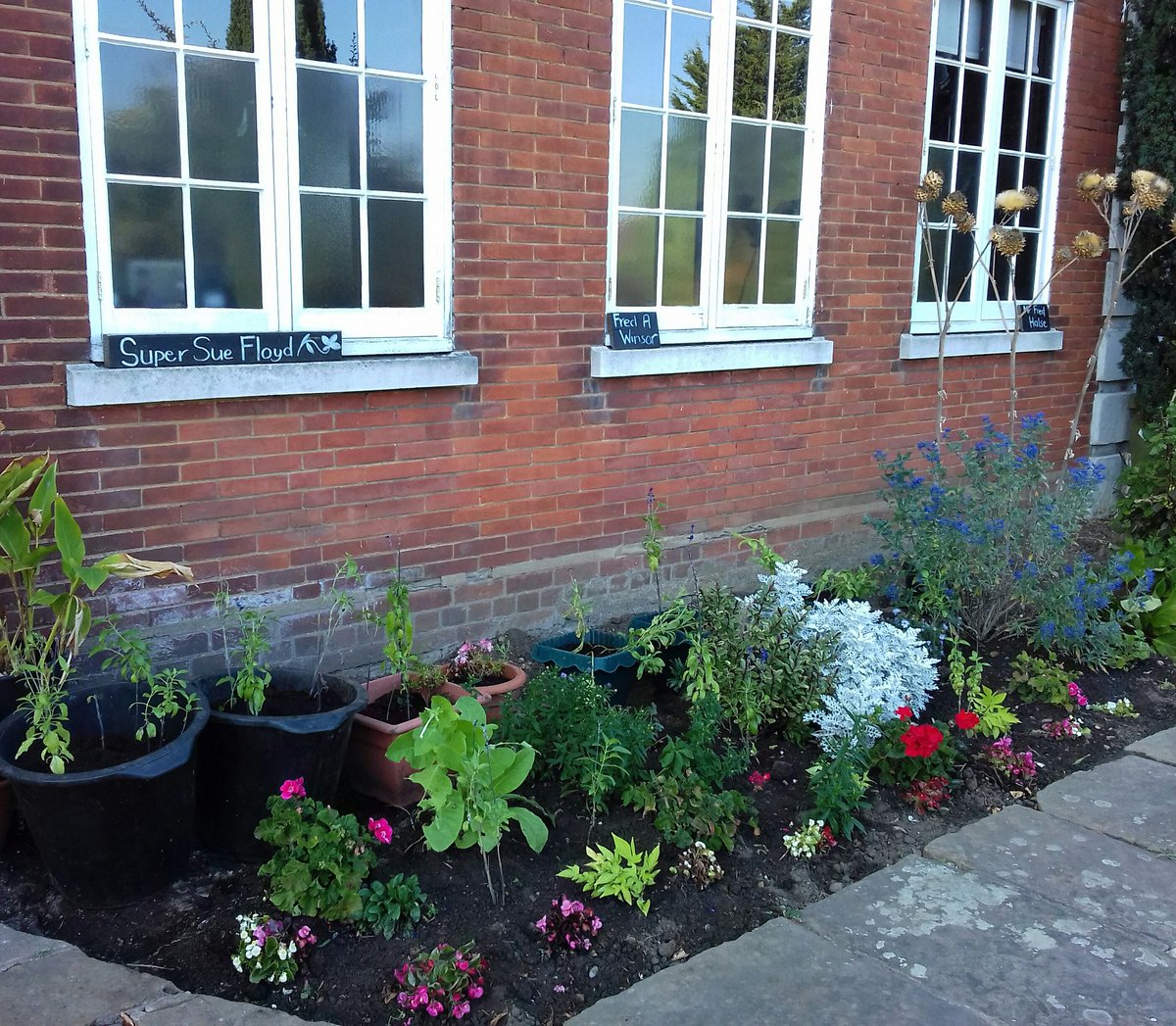 S_House_Friends's tweet image. Great work by gardeners on Saturday while the #OPENHOUSE2019 went on - lovely day @ShrewsburyHse. Wonderful donated @HeadwaySELNWK plants popped in ground/ pots for enjoying now/replanting when new beds ready. Big thankyou too to compost givers!