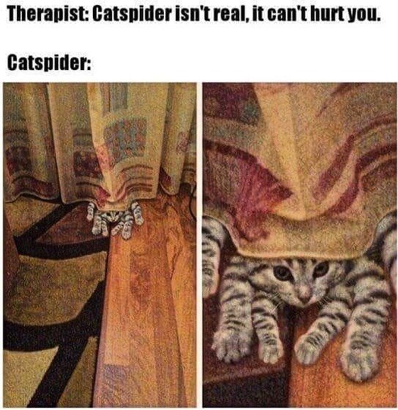 lisathecatlover's tweet photo. https://t.co/uhYllR8qhC