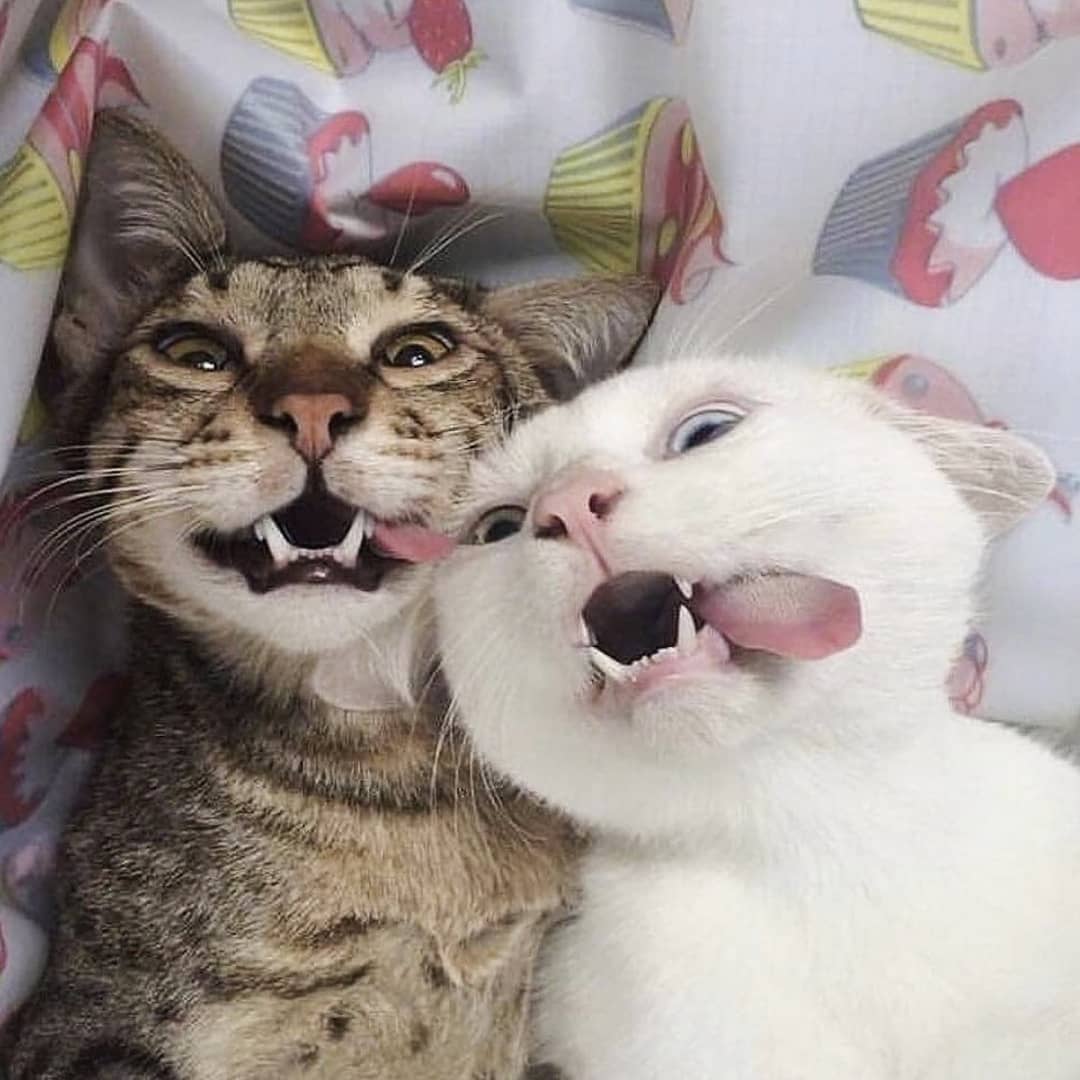 lisathecatlover's tweet photo. https://t.co/BfQYIyqfeU