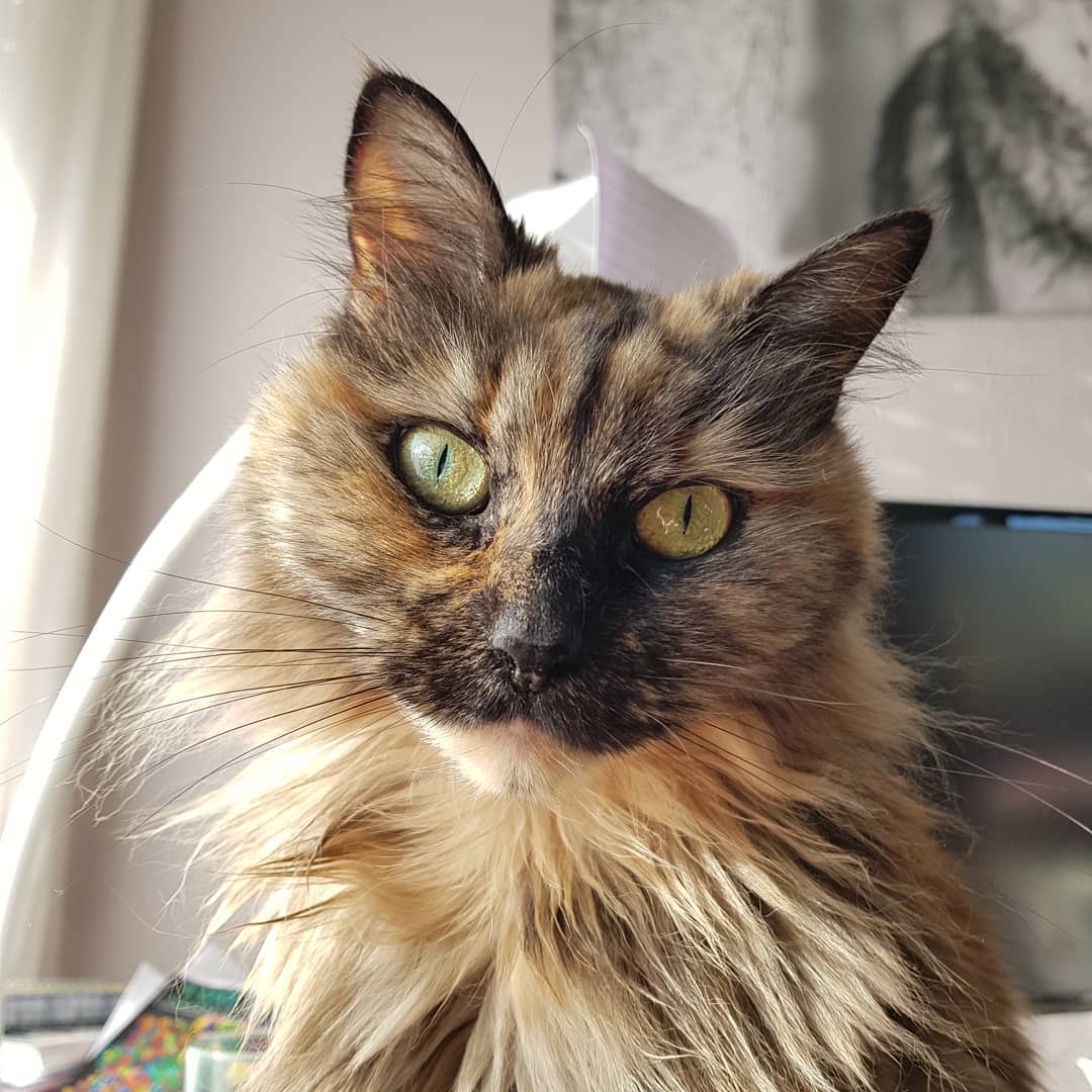 lisathecatlover's tweet photo. https://t.co/dDXi9nvodP