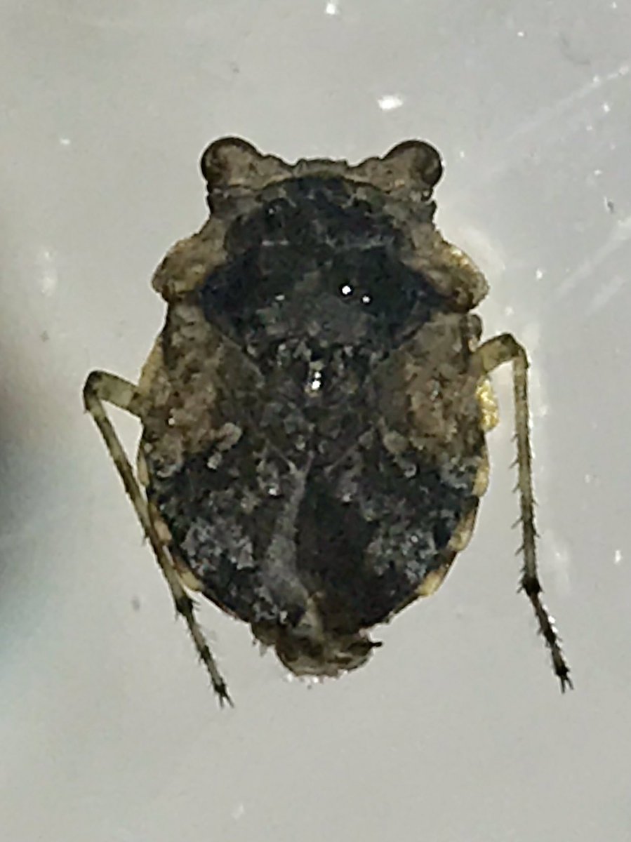 Had 11 bugs on my 2019 most wanted list.  Found #3, Big-eyed toad bug, on the banks of the Del. R. in Titusville, NJ.  Small,0.5-0.6 cm, and cryptic in color, hard to spot unless they hop. First time I saw one,I mistook it for a young toad.  Truly are big eyed and toadlike.