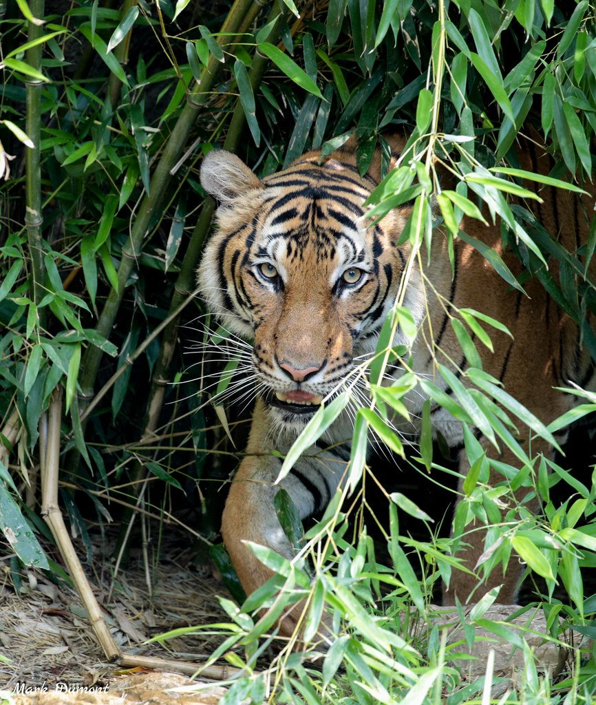 Tiger Stalking Prey