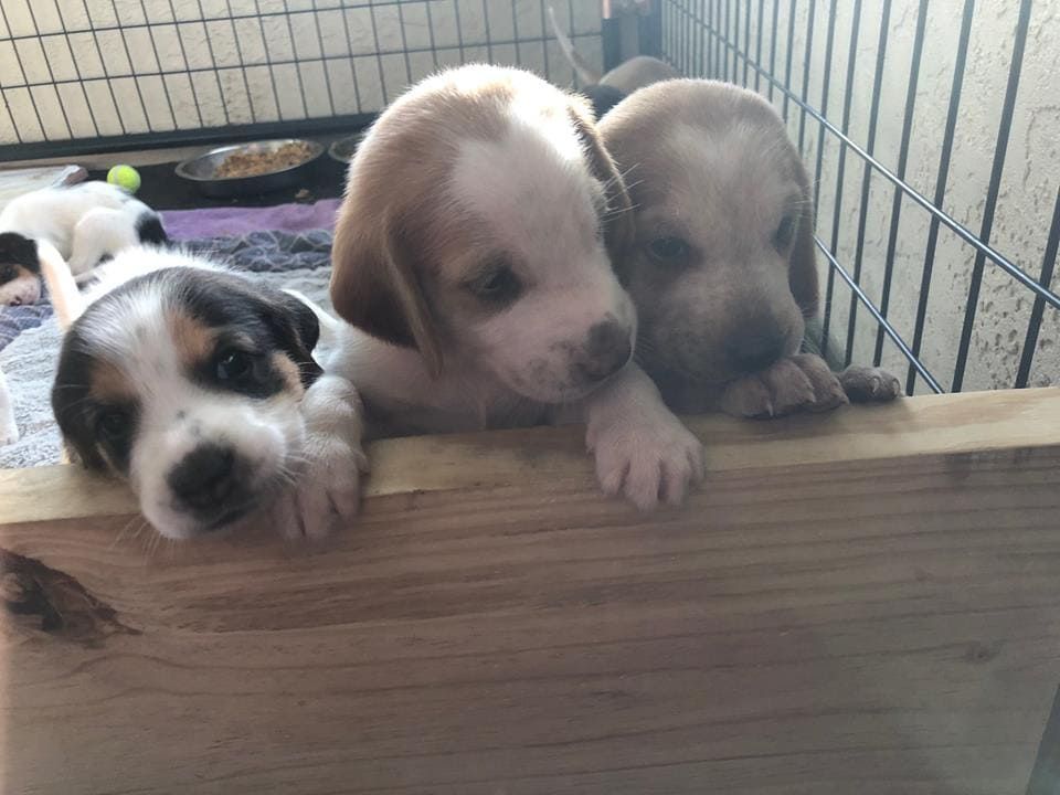 Pregnant Stray Dog Walks Into Fire Station To Deliver 8 Puppies And Find A Forever Home 🐶💗buff.ly/30chtMJ