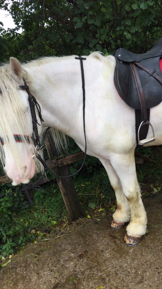leannebrown2002's tweet photo. Said goodbye to my beautiful boy today😭😞💔 now time for a new start https://t.co/TcbN9CHggO