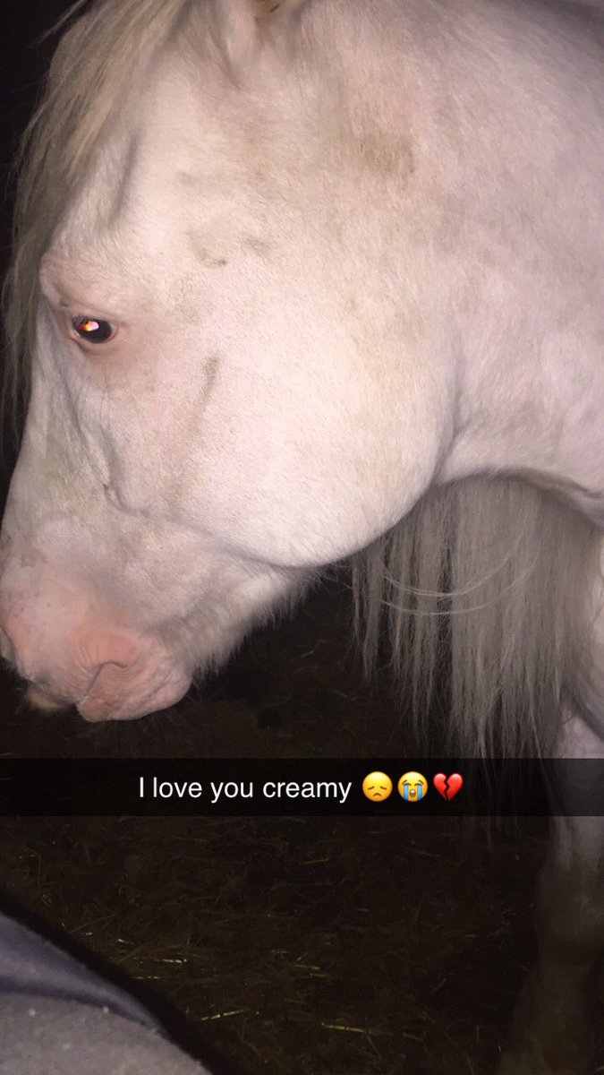 leannebrown2002's tweet photo. Said goodbye to my beautiful boy today😭😞💔 now time for a new start https://t.co/TcbN9CHggO