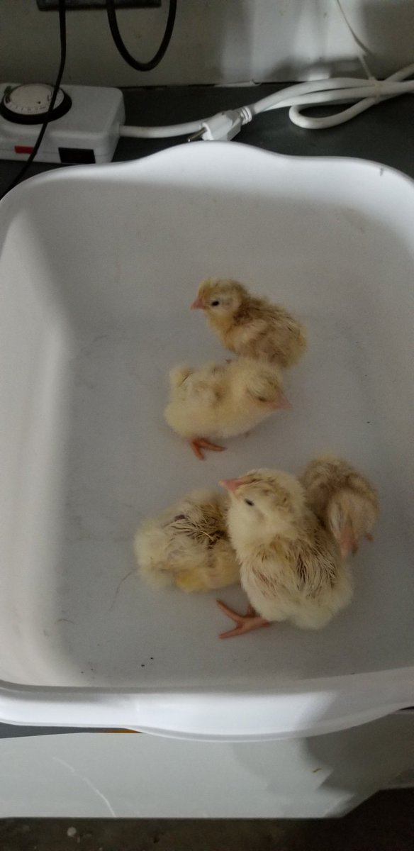 therealjfaber's tweet photo. @AgEd4ME @PontiacFFA The over night hatch. #newchicks #agchicks https://t.co/2gu4VY8SKg