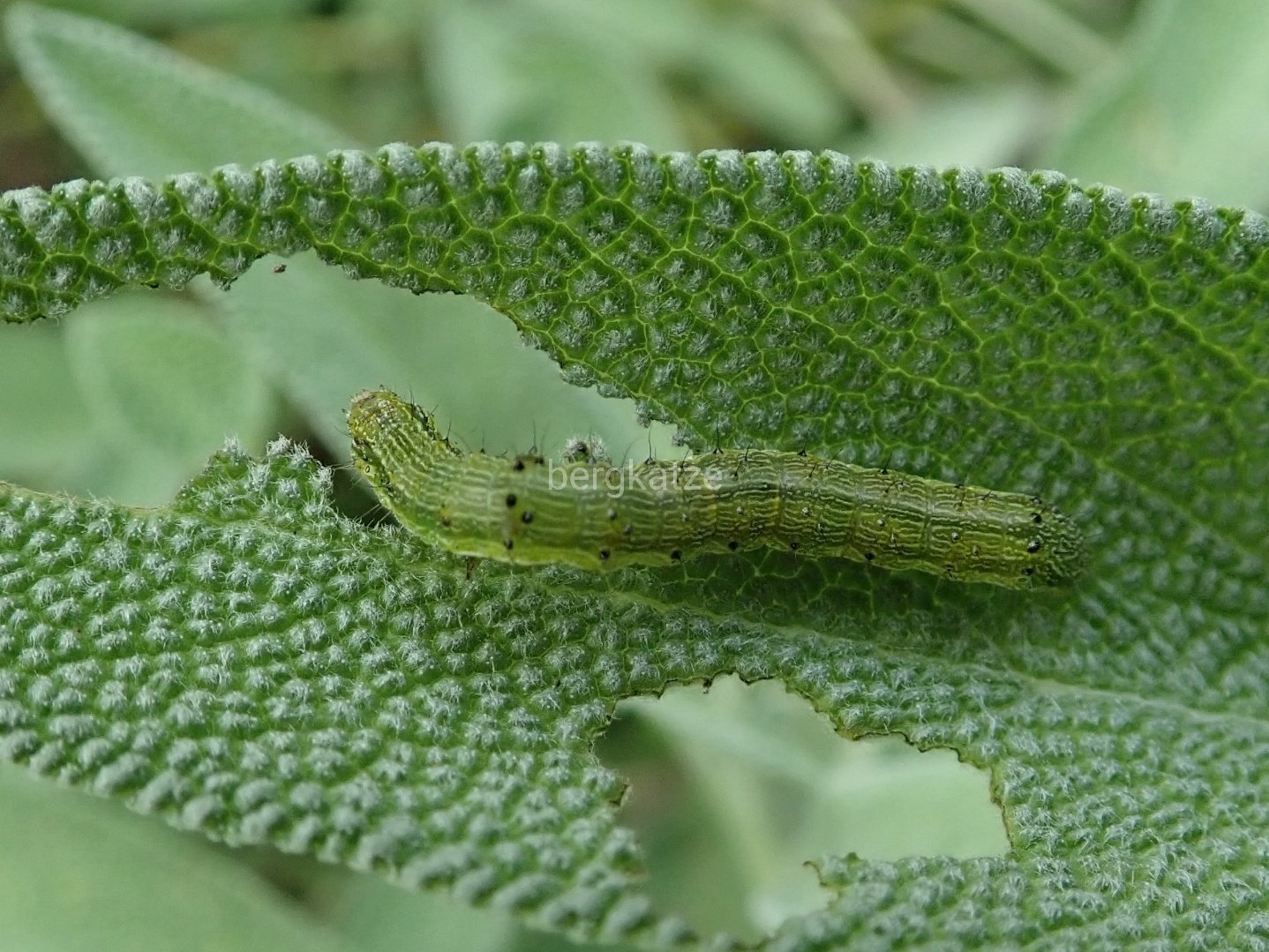 Bergkatze べるくかっつぇ オオタバコガ Helicoverpa Armigera Armigera Hubner 1808 色は変異が多いオオタバコガの幼虫 最近チェックしまくっているけど やっぱりタバコガの幼虫も見付からない 鱗翅 ヤガ科 オオタバコガ 幼虫 T Co