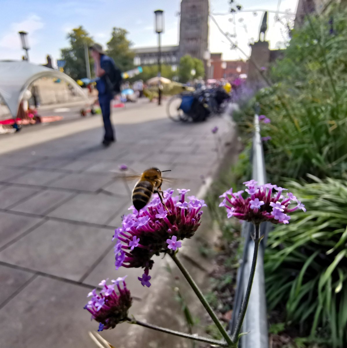 SaviourBees's tweet photo. Beautiful bees and beautiful peeps out on a magnificent #CarFreeDay here in #Norwich πππ
Let's be pioneers of both a more Biodiverse Bee Friendly and a more Car Free City here in Norwich #savethebees @NorwichCC @CarFreeNorwich #saviourbees #bumblebee #WorldCarFreeDay https://t.co/R1mRnzTAcV