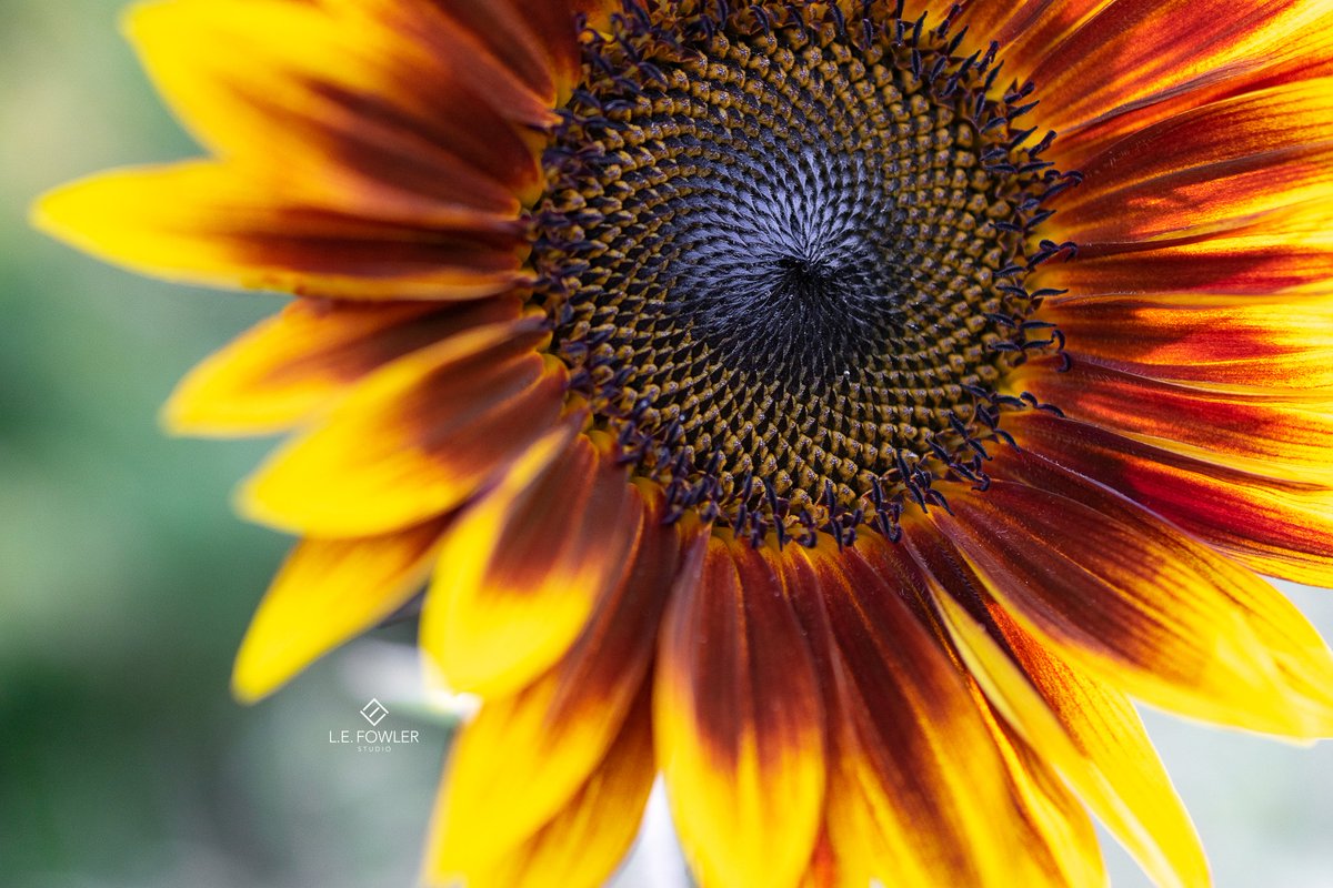 lefowlerstudio's tweet photo. #sunflowers #nikon #nikonphotography #macrophotography #flowerphotography #flowers #sunflower @DaltonFarms https://t.co/J2pFwzXbm2