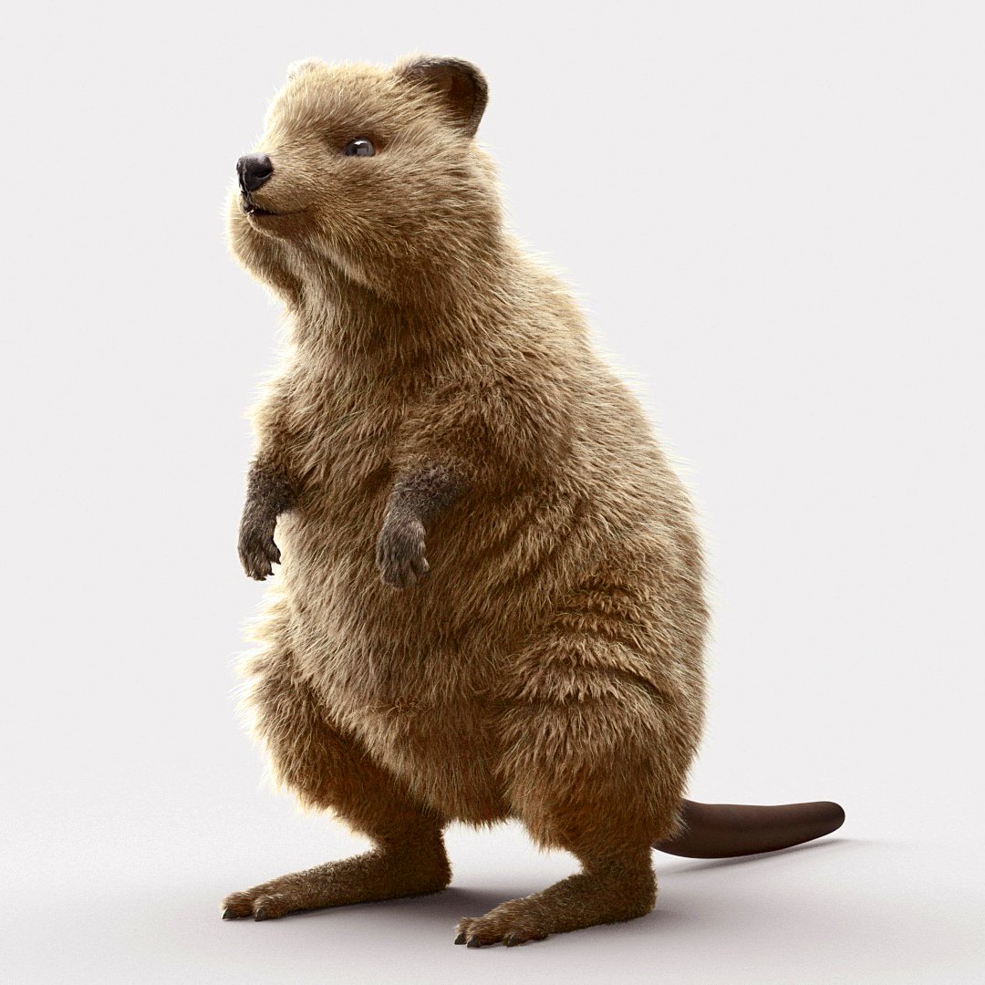 Made a fat Quokka, this one was on speed to see how much I can push my time on making an animal!

Video: youtu.be/7iTpFmKi3-E

#zbrush #ornatrix #vray #3dsmax #chaosgroup #animals #quokka #tutorials #youtube #videos #character #sculpt #hairandfur #cgi #3d #videos