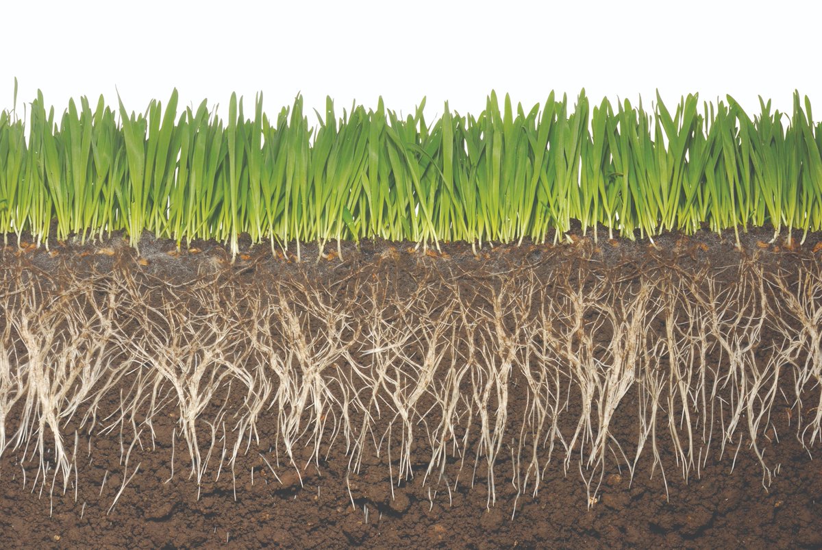 strigroup_'s tweet photo. Countdown to #STRIResearch2019
Research station E is @AquatrolsEurope who will discuss ways to strengthen the plant and enhance soil health through a combination of next generation soil surfactants and microbial blends. STRI trials officer, Sam Swires, will discuss the science. https://t.co/mnNozhC76l