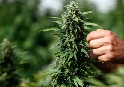 First cannabis-friendly cafe opens in Israel 

jpost.com/Israel-News/Fi… 
#MME #marijuana #cannabis #Israel