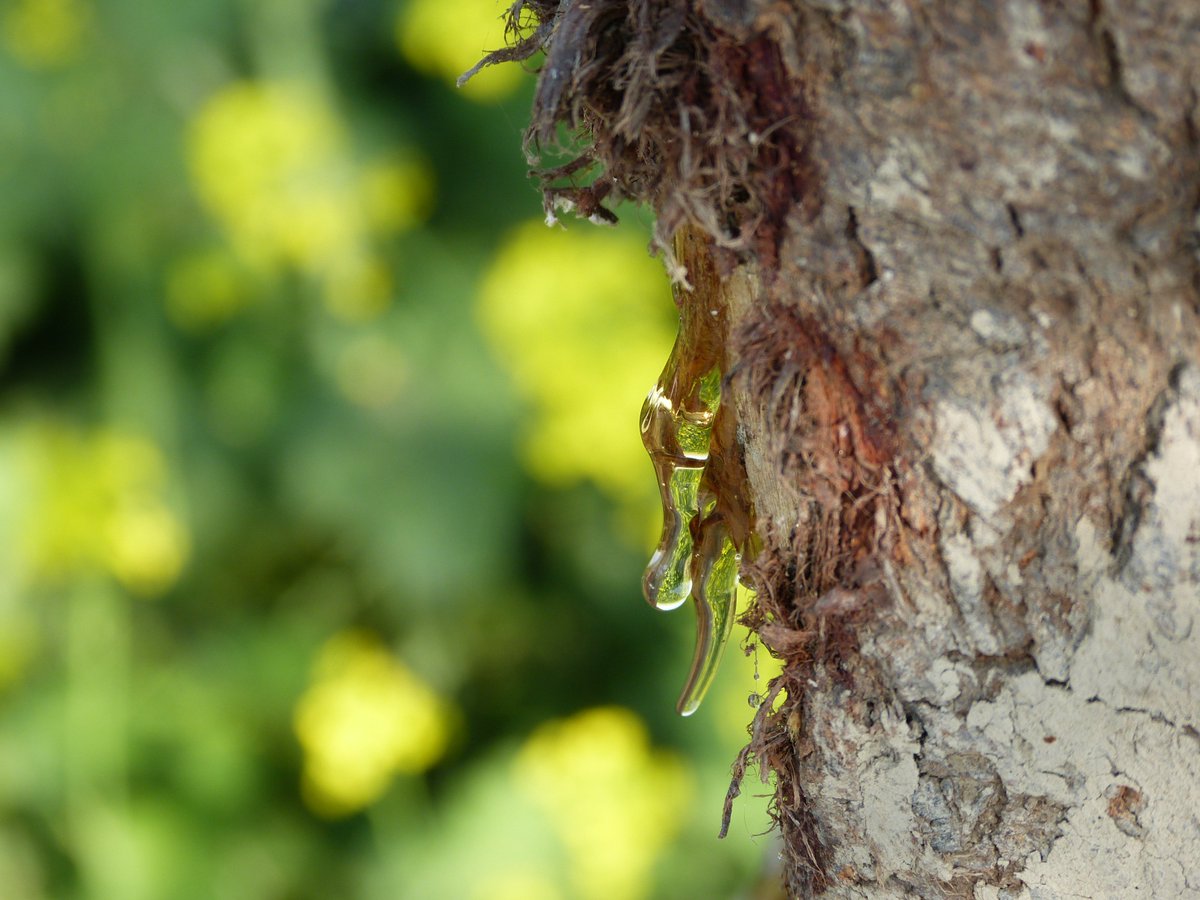 #GumAcacia
The Gum derived from Acacia tree is used in preparations for soothing stomach upsets and Diarrhoea
Though now no longer in vogue the clinics used to prepare mixtures with it and Kaolin powder to dispense to patients.
Those who prepared these were Compounders.