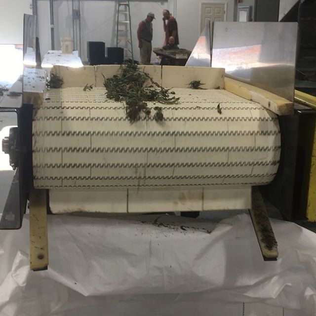 Buyers, Tennessee is ready when you are! Hawaiian Haze, Suver Haze, Space Candy biomass available.  Grown on Certified Organic land, processed on FDA oversight facility.  Tracked, traced, and third-party tested twice, from the source.  <a href="/canvastsupplyco/">Canvast Supply Co.</a> T… ift.tt/31I2BTR