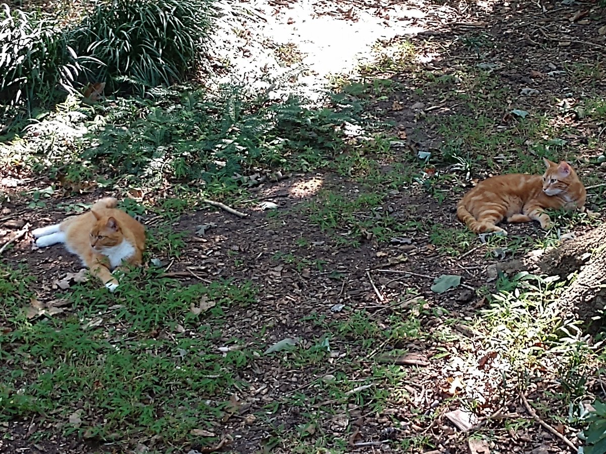 dberwyn's tweet photo. Because indoor/outdoor cats livin'the best life! Lily (l) and #Ragnar (r) #NobleBeasts #SundayPeace https://t.co/ctlbAIXKsw