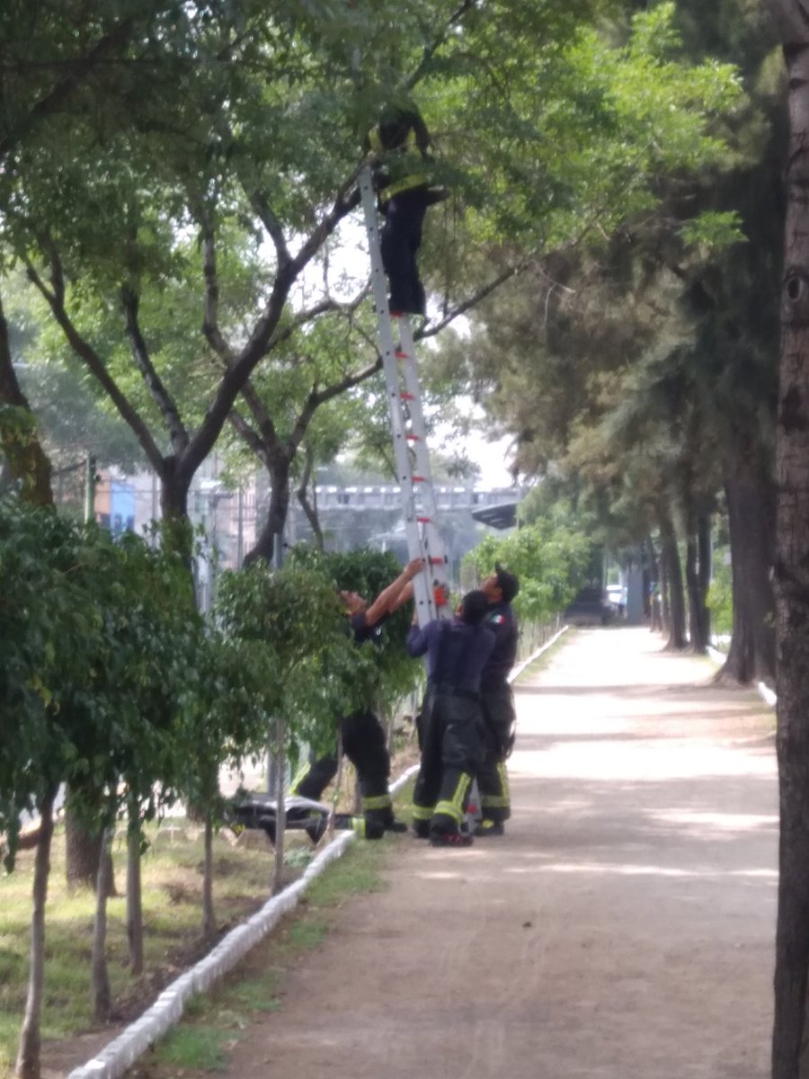 Benjamn26808989's tweet photo. @Vulcano_Oficial Gracias al H.Bomberos CDMX basé TEPEYAC en GAM, acudieron al rescate de un 🐱 que se encontraba atorado. No solo en EUA TAMBIÉN EN CDMX 🇲🇽 https://t.co/gyJR0BAA09