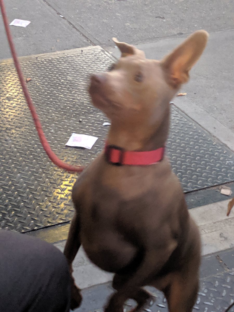 Most importantly Space Force will need pets.This is Murphy, he a mini doberman. Nancy has never been a dog person, but you know how that goes, they clicked.