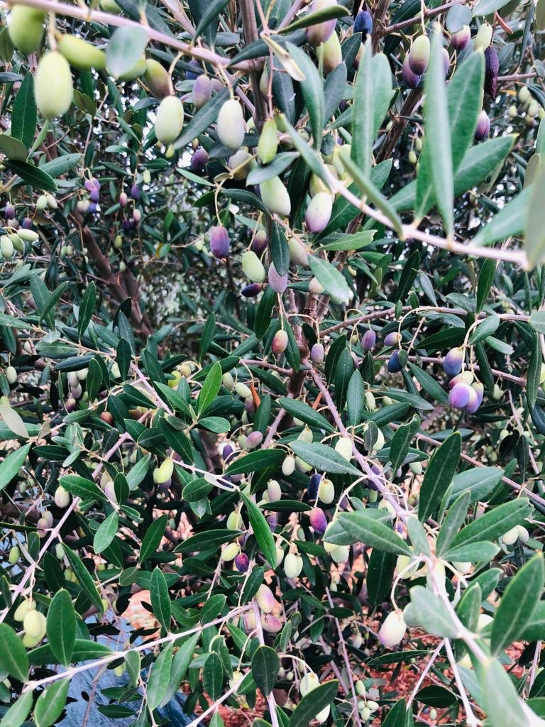 olivaverdeit's tweet photo. The first of this years olive harvest in Malta has just started, with the indigenous Bidni olive variety being picked today. https://t.co/uNQFJMp1YA