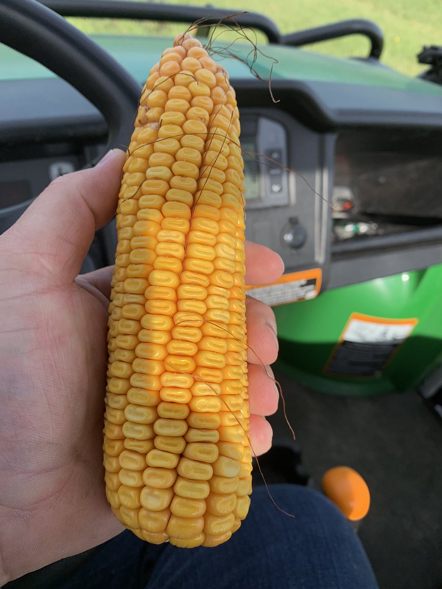 RoncerayDan's tweet photo. When it comes to #corn in a fringe area, maturity is everything! Itβs hard to not to trust the superior genetics of @PioneerSeedsCA #P7202. Looking like a fantastic crop! #bigbushels https://t.co/gylS4av05U