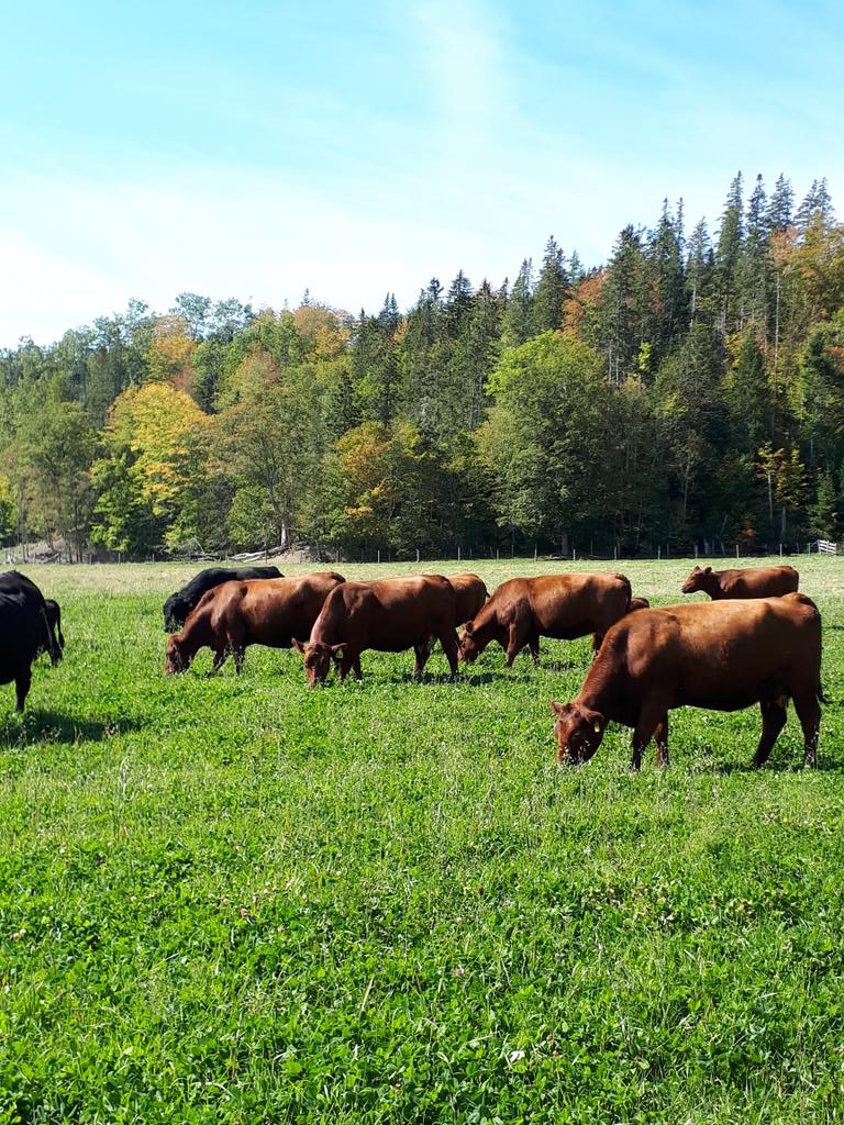 4xr4xr4xr's tweet photo. Last days of summer #nsbeef #redangus https://t.co/ibKtBBdBBr
