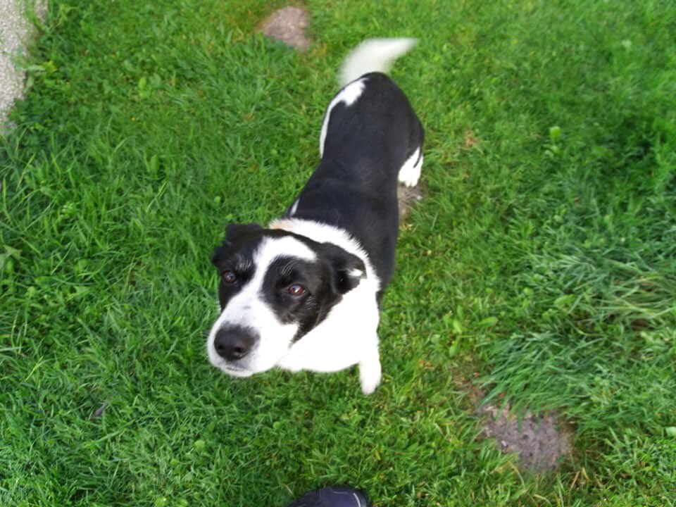 molliepug2's tweet photo. 🆘🆘 Lost my dog Jack at Chatleherault Country Park today. He's wearing a blue collar with a tag with phone nos. I've been told that he hurt his shoulder and paw. If you should see him, please let me know. Thanks for your help.@colliealert @Cymru_01 @RachaelB100 @suedaycam https://t.co/2zHAlo6JFR