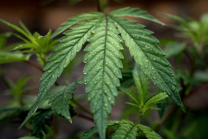 In U.S., Medical Aid Top Reason Why Legal Marijuana Favored 

dld.bz/hFRZD