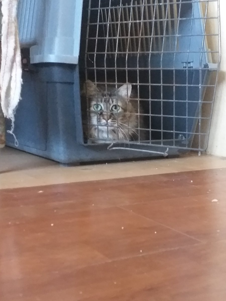 apaproyectogato's tweet photo. La Pelos 😻 (y Rombi al fondo) dos de nuestros leucémicos. Es una gata muy miedosa que nunca se deja tocar, pero eso no le quita lo hermosisíma que es💙
#ProyectoGato #refugio #FeLV #LeucemiaFelina #Gatos #Cats #CatsOfTwitter #AdoptaYCambiaUnaVida https://t.co/tD2PdlGBC4