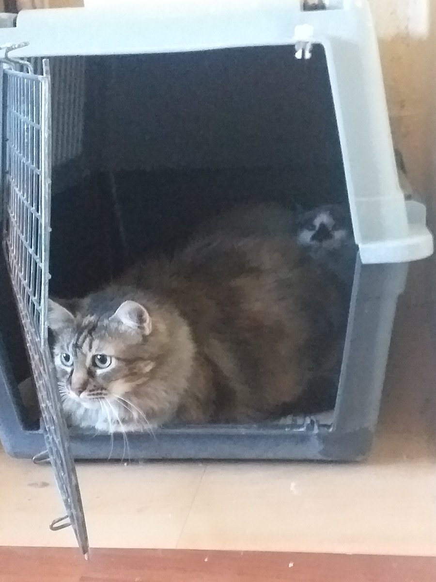 apaproyectogato's tweet photo. La Pelos 😻 (y Rombi al fondo) dos de nuestros leucémicos. Es una gata muy miedosa que nunca se deja tocar, pero eso no le quita lo hermosisíma que es💙
#ProyectoGato #refugio #FeLV #LeucemiaFelina #Gatos #Cats #CatsOfTwitter #AdoptaYCambiaUnaVida https://t.co/tD2PdlGBC4
