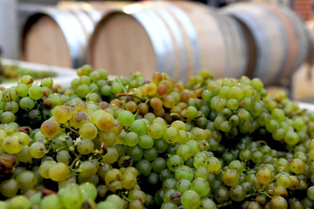 Less than a week away until our Harvest Party! We still have some tickets available. Visit our events calendar to purchase your tickets! #discoverbrickbarn #brickbarnwineestate #santabarbarawinecountry #sbcwinetasting #visitbuellton #visitsyv #harvest #harvestparty #grapestomp