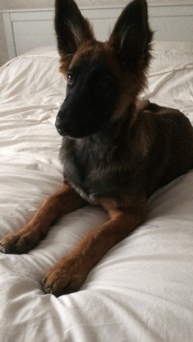 NicNic711's tweet photo. Summer does love to pose 🥰 #nofiltershere #naturalbeauty #multicoloured #modelhound #bbsummer #metpolpup #gsdxmali https://t.co/wM3prfWSA4
