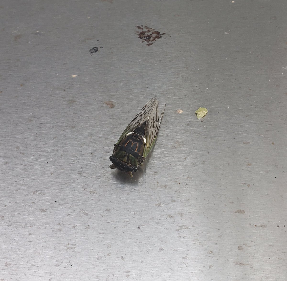 adamelbaum's tweet photo. @McDonalds thought you'd appreciate the cicada I just found in my backyard. Is this part of your new ad campaign? https://t.co/c8mN5UAim9