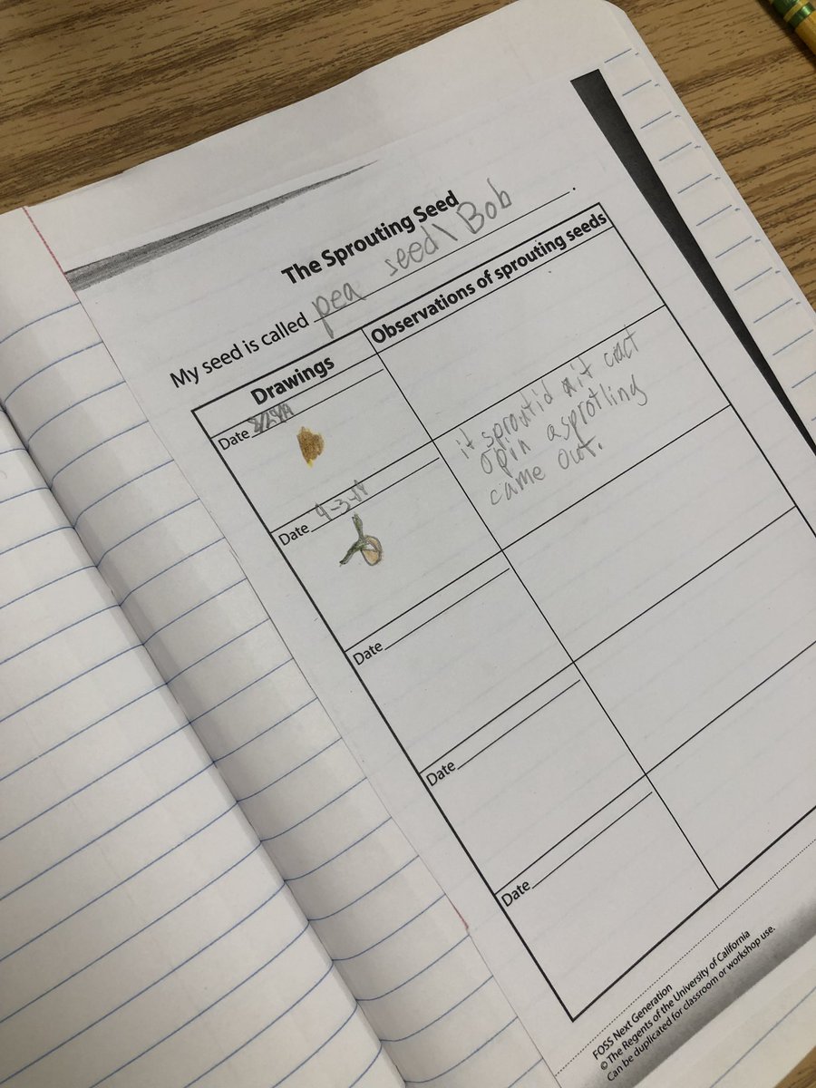 Ms_KourtneyF's tweet photo. Students have been observing and documenting the changes in seeds over time. https://t.co/4DdsPrHGwZ