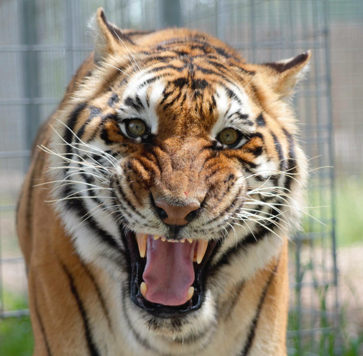 CapitalGamerDC's tweet photo. Thank you @USRepKCastor for cosponsoring the Big Cat Public Safety Act (HR 1380) to end big cat abuse! #BigCatAct @BigCatRescue https://t.co/bFjBHq8RAt