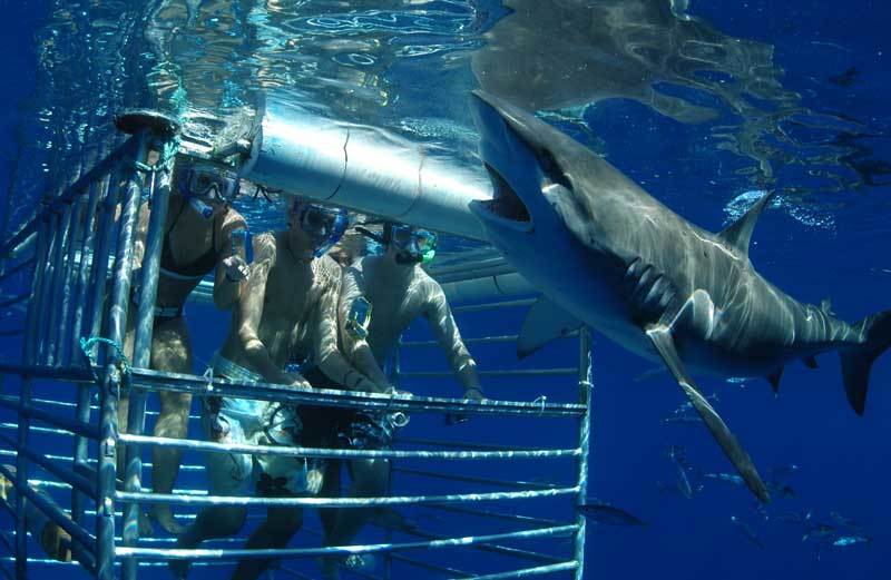 RainbowScuba's tweet photo. KGoetz2005 : Sunday shark!
#scuba #Hawaii #Gopro #shark #sundaydivingday #whitetipreefshark #divingexplore #underwaterfunfun #awesomeshark #sharksunday #divingisawesome #sharkwithfriends #sergeantmajorfish #coolshark #greatdiving #diving #waikiki … https://t.co/5XPE6EgXkv) https://t.co/m8EG6Q7Wpy