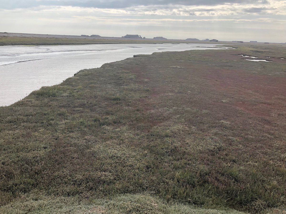 MRAllp's tweet photo. Stoney Ditch #orfordness ⁦@TheCrownEstate⁩ https://t.co/vU14L9tuih