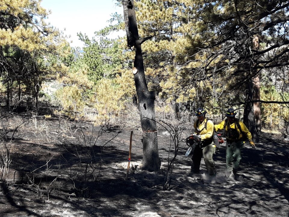 MountainFIDO's tweet photo. Snags (trees weakened by the fire) are a major threat to wildland firefighters -killing and injuring firefighters each year. #BaldMountainFire firefighters identify, flag and drop snags to improve safety on the line. https://t.co/qTh8lmNF0b