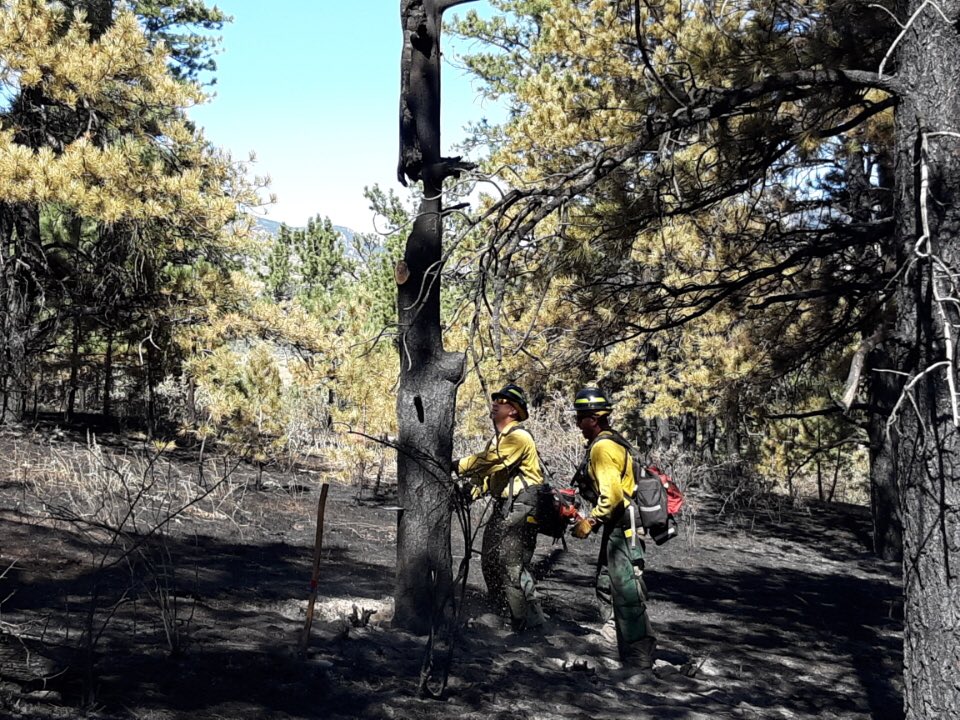 MountainFIDO's tweet photo. Snags (trees weakened by the fire) are a major threat to wildland firefighters -killing and injuring firefighters each year. #BaldMountainFire firefighters identify, flag and drop snags to improve safety on the line. https://t.co/qTh8lmNF0b