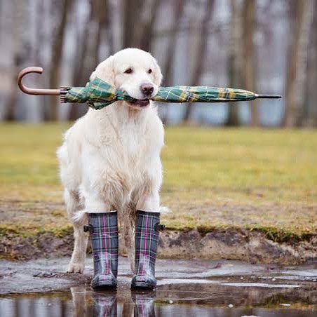 pet_monkey's tweet image. Dog walks will be looking more like this #autumnishere 

Shop coats to keep your furry ones dry: ow.ly/bPQV50wlfbx

📸@wagtailwalkers