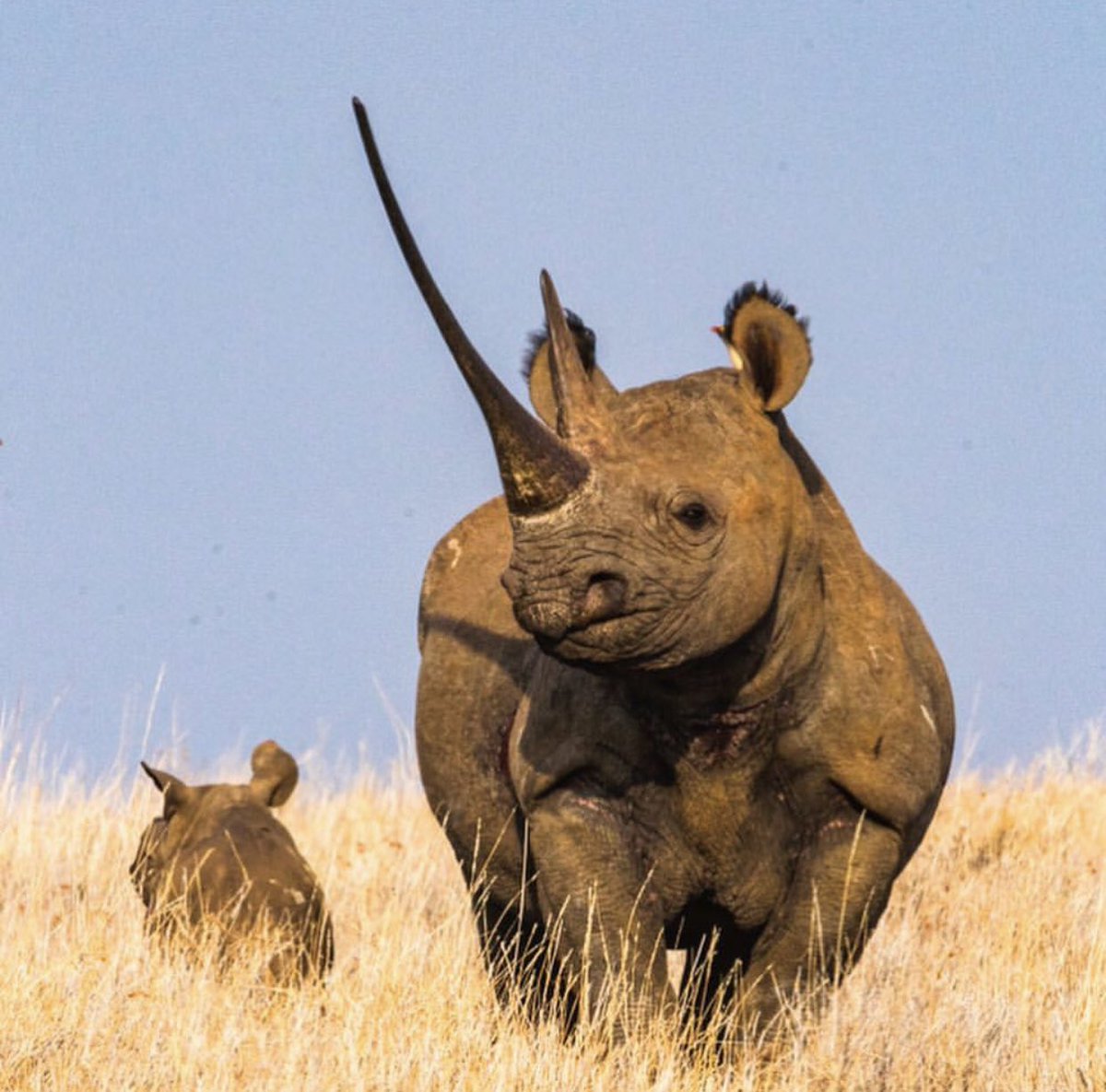 LewaConservancy's tweet photo. Happy #WorldRhinoDay! The Lewa-Borana Landscape is celebrating 26 rhino births this year, the highest yet, and zero poaching. Across Kenya, there is hope for the rhino’s survival.

Photo of Waiwai and calf by Pete McBride. https://t.co/29SNXnFWAy