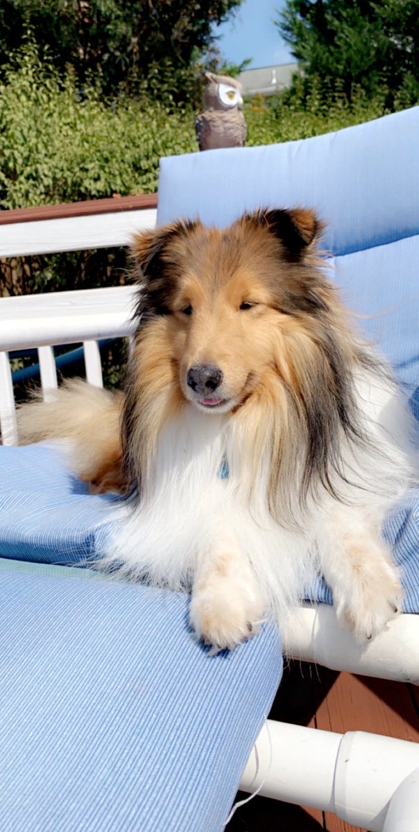 ChrismansClass's tweet photo. Enjoying the last few official days of the summer season #SundayFunday #PoolReads #BeamerTheDog https://t.co/DyLvKqzDlv