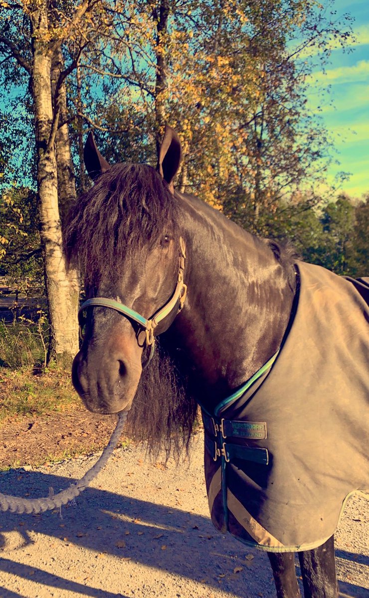 Disse to gutta er rå! Fikset 2. og 3. plass i Unionskampen i går🌟 #rolield #trollsolen #passhester