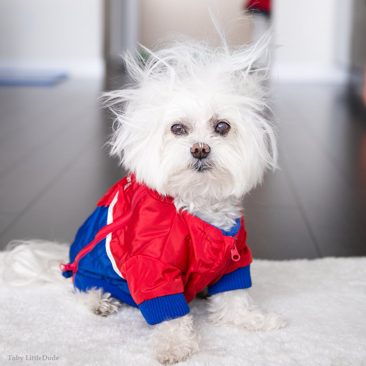 Smonday: The moment Sunday stops feeling like Sunday and the anxiety of Monday kicks in. 

Jacket: <a href="/CanadaPooch/">Canada Pooch Ltd.</a>