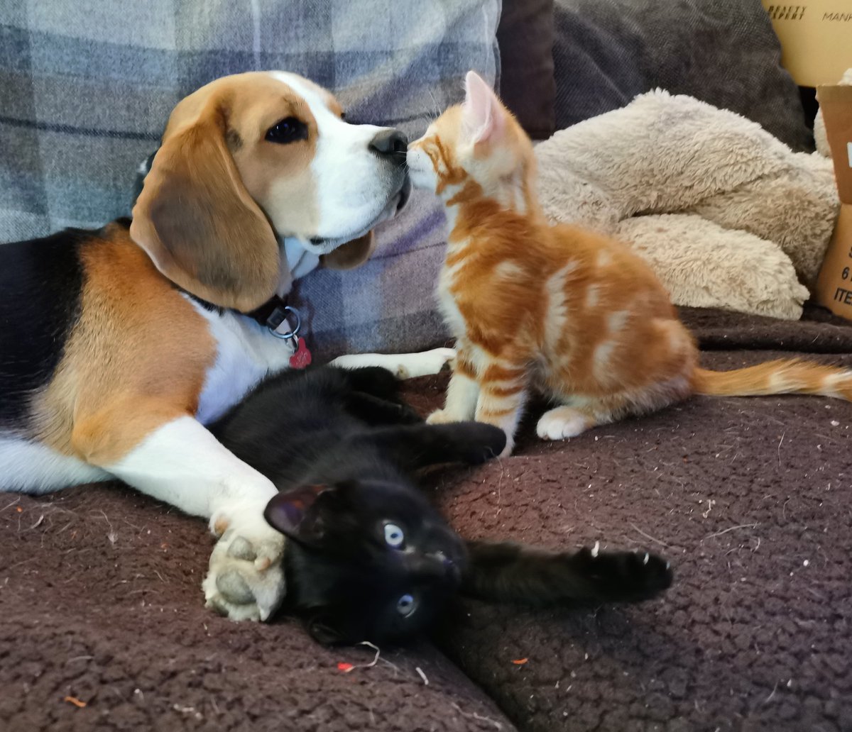 beagle and kittens